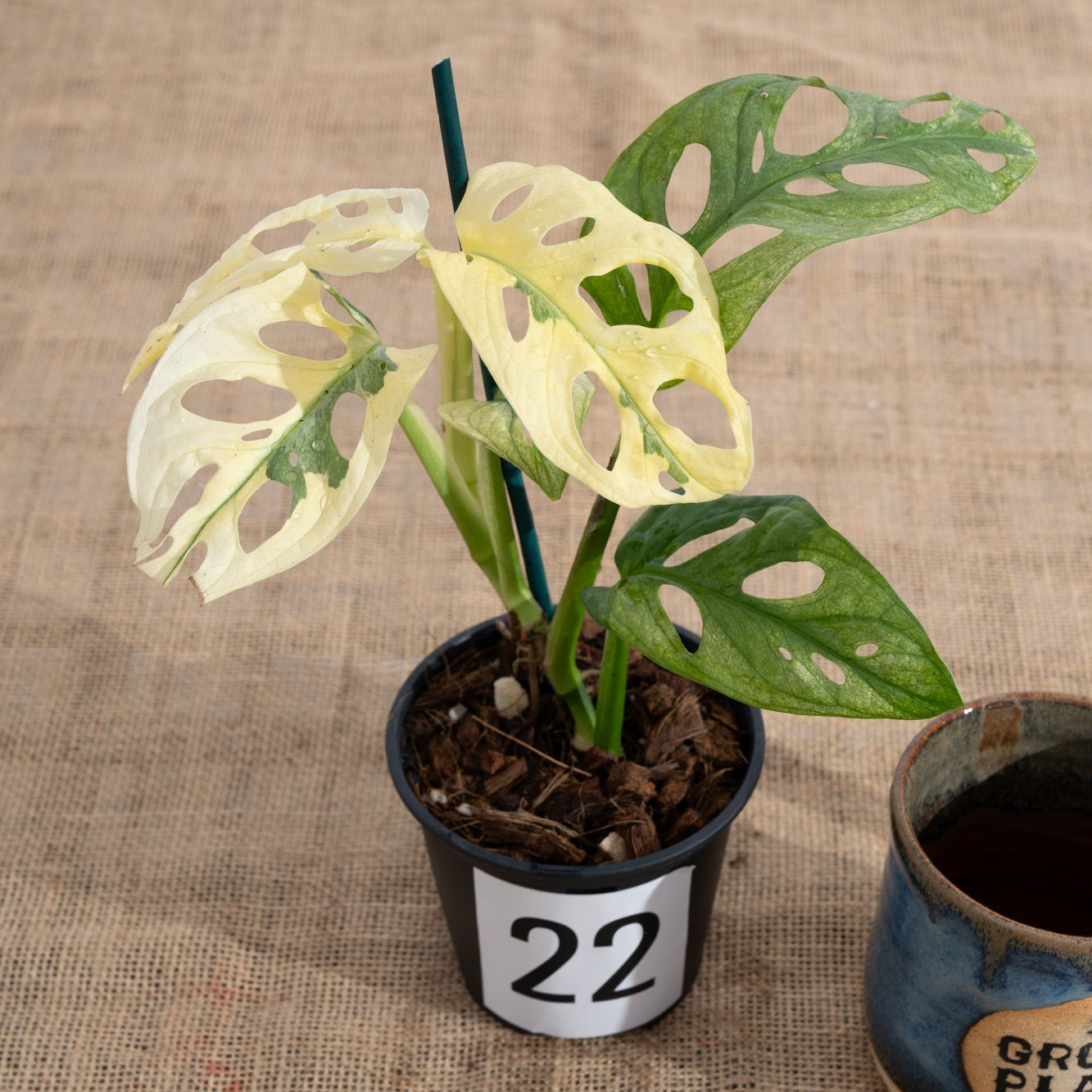 Monstera adansonii 'Variegated White' - Limited Release for Pickup