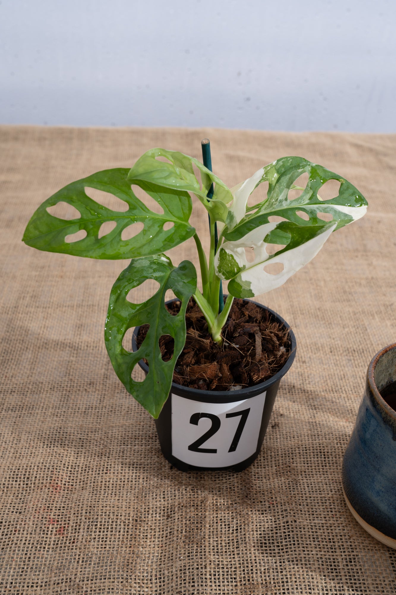 Monstera adansonii 'Variegated White' - Limited Release for Pickup