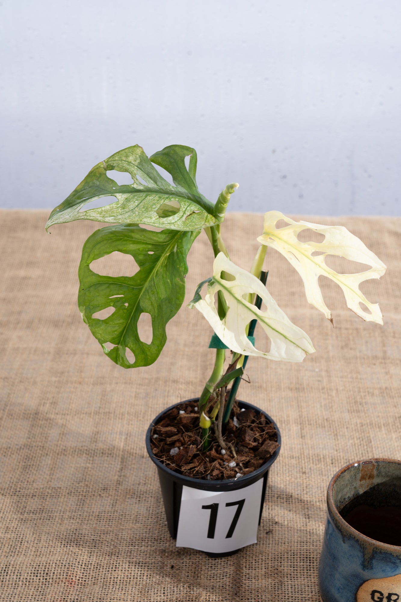 Monstera adansonii 'Variegated White' - Limited Release for Pickup