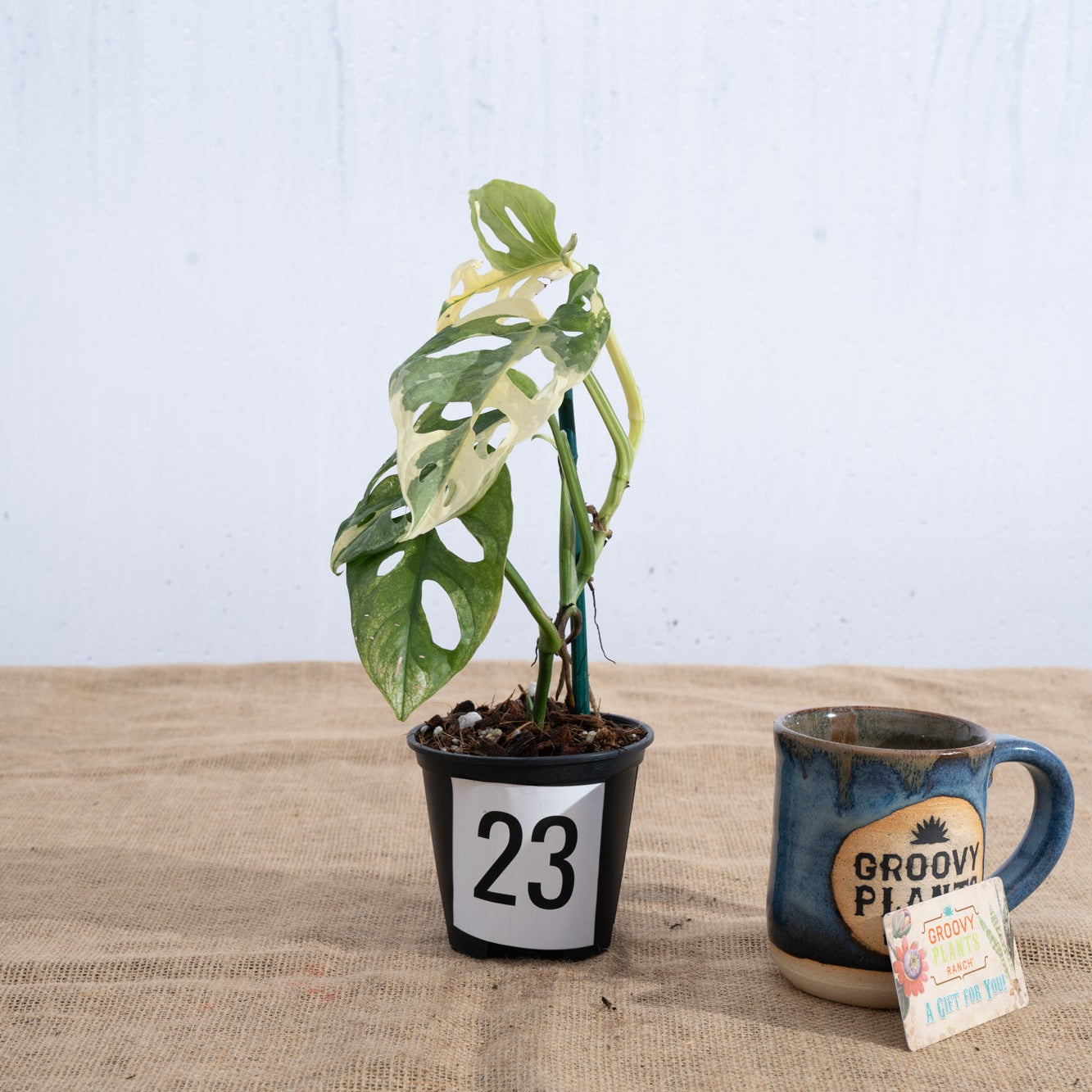 Monstera adansonii 'Variegated White' - Limited Release for Pickup