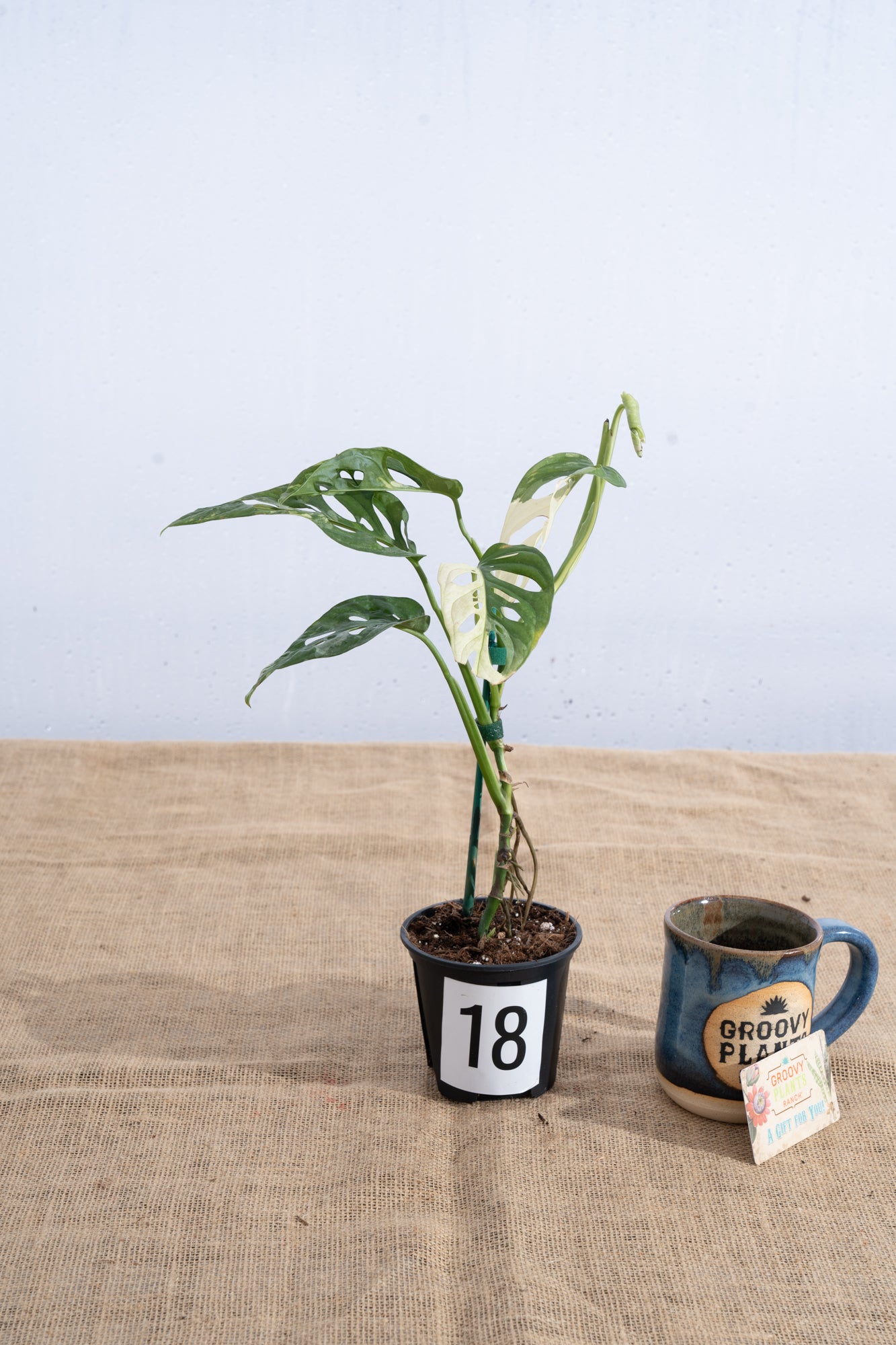 Monstera adansonii 'Variegated White' - Limited Release for Pickup