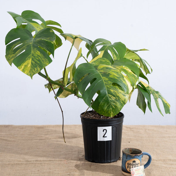 Monstera 'Aurea' 10