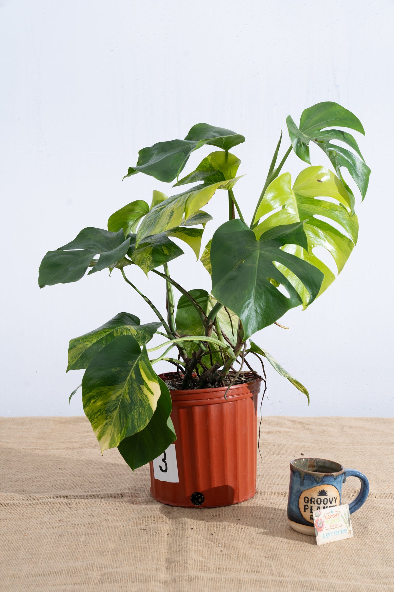 Monstera 'Aurea' 10" - Limited Release for Pickup