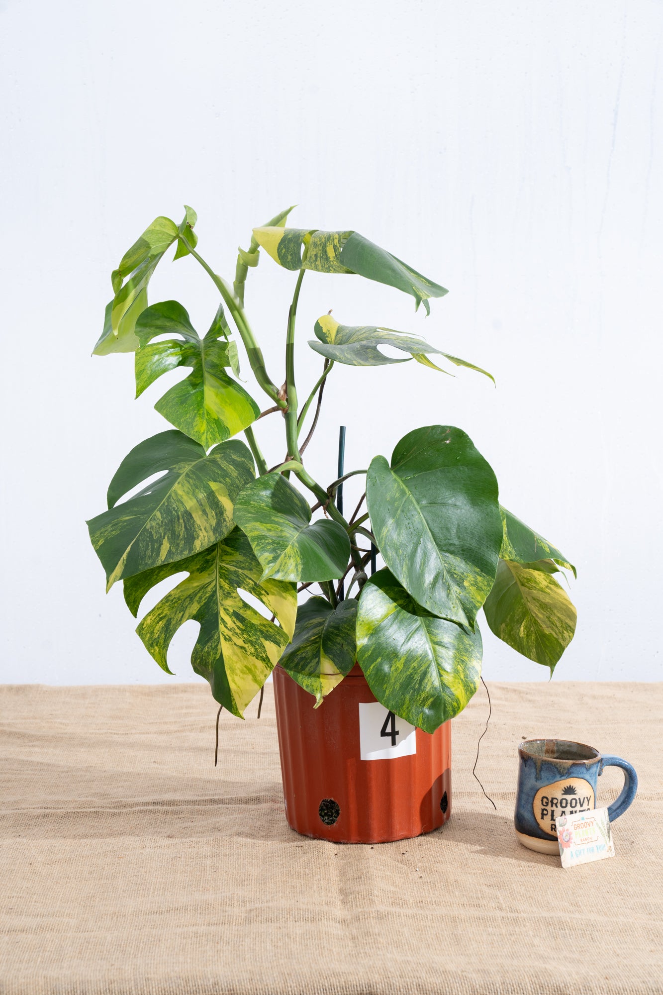 Monstera 'Aurea' 10" - Limited Release for Pickup