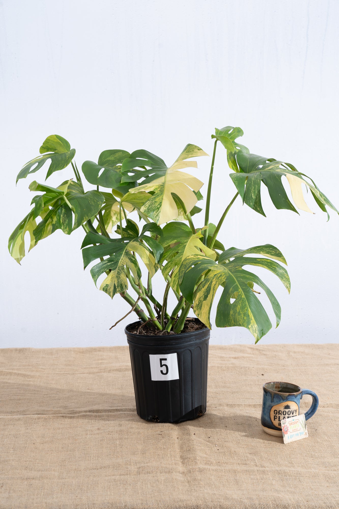 Monstera 'Aurea' 10" - Limited Release for Pickup