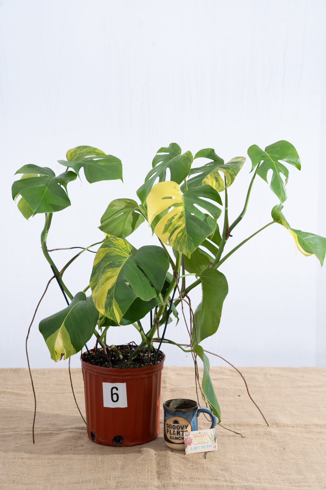 Monstera 'Aurea' 10" - Limited Release for Pickup