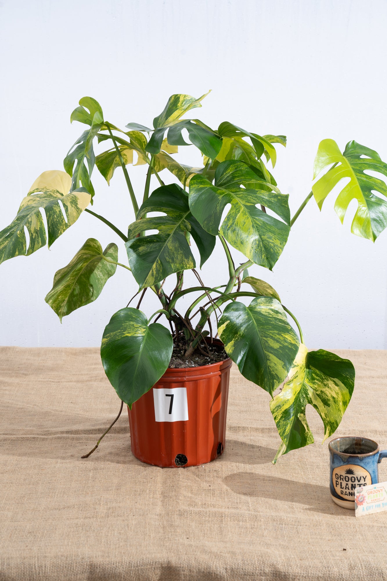 Monstera 'Aurea' 10" - Limited Release for Pickup