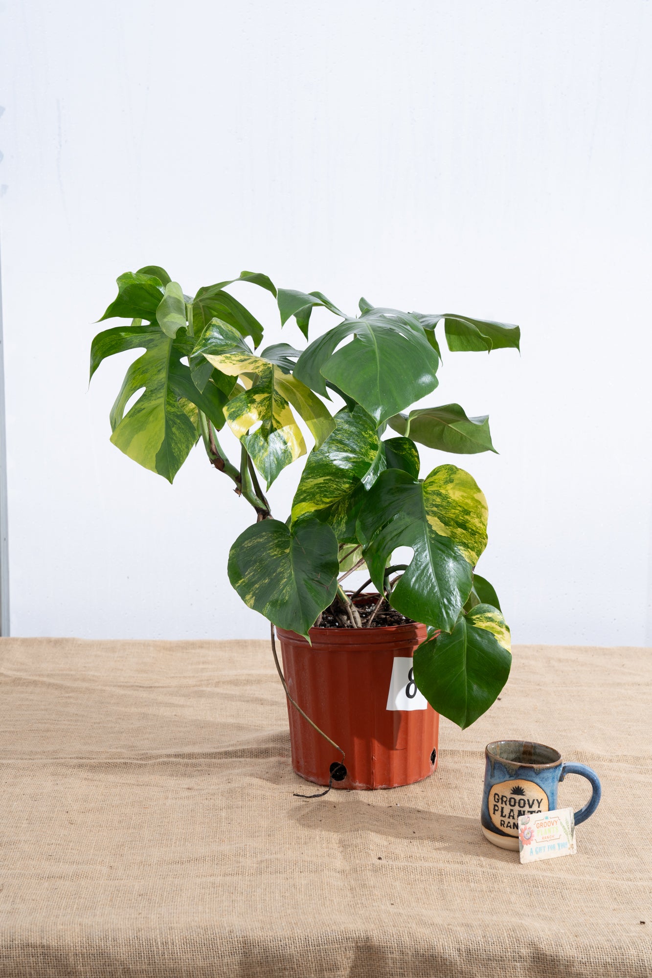 Monstera 'Aurea' 10" - Limited Release for Pickup