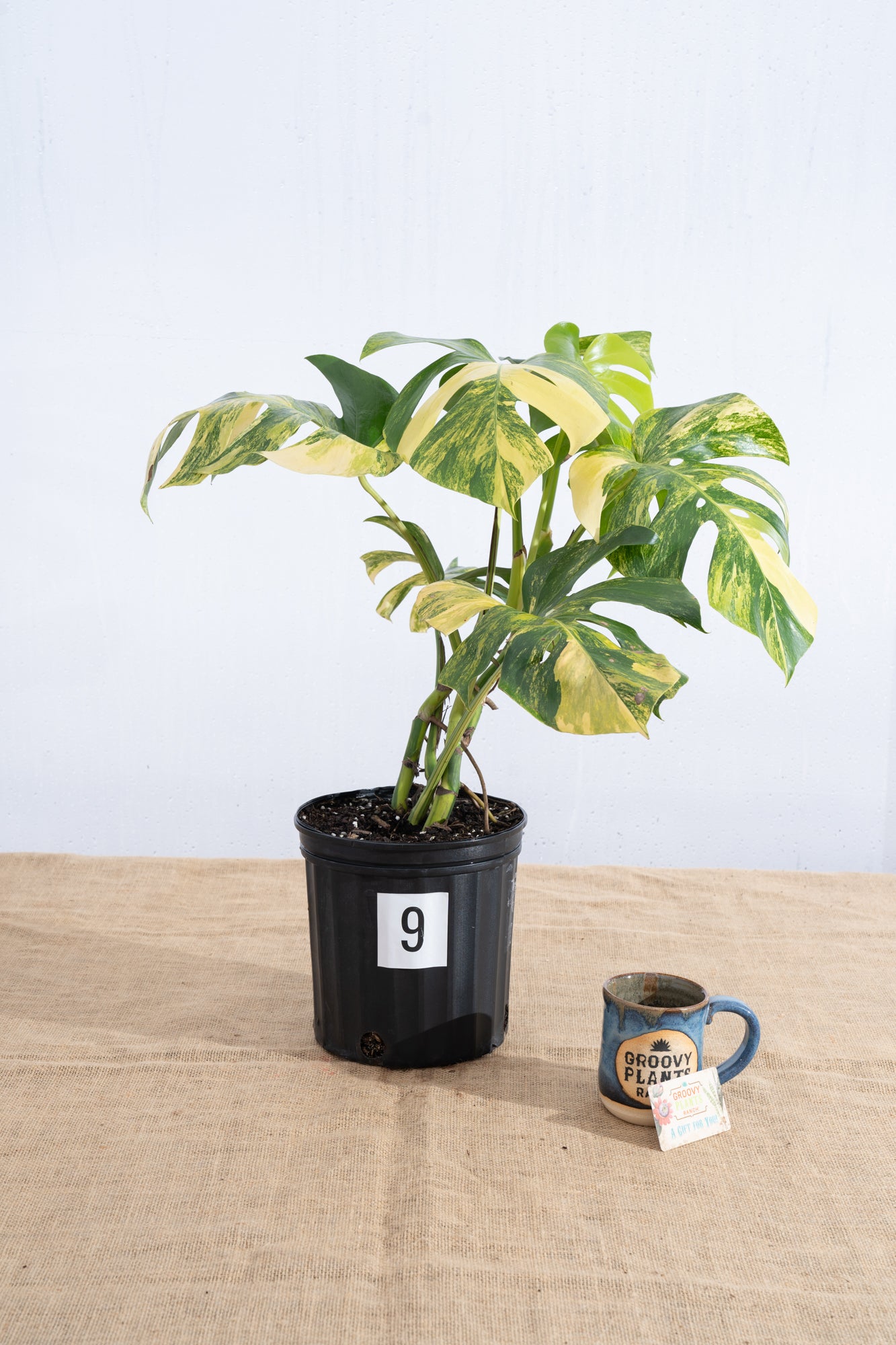 Monstera 'Aurea' 10" - Limited Release for Pickup
