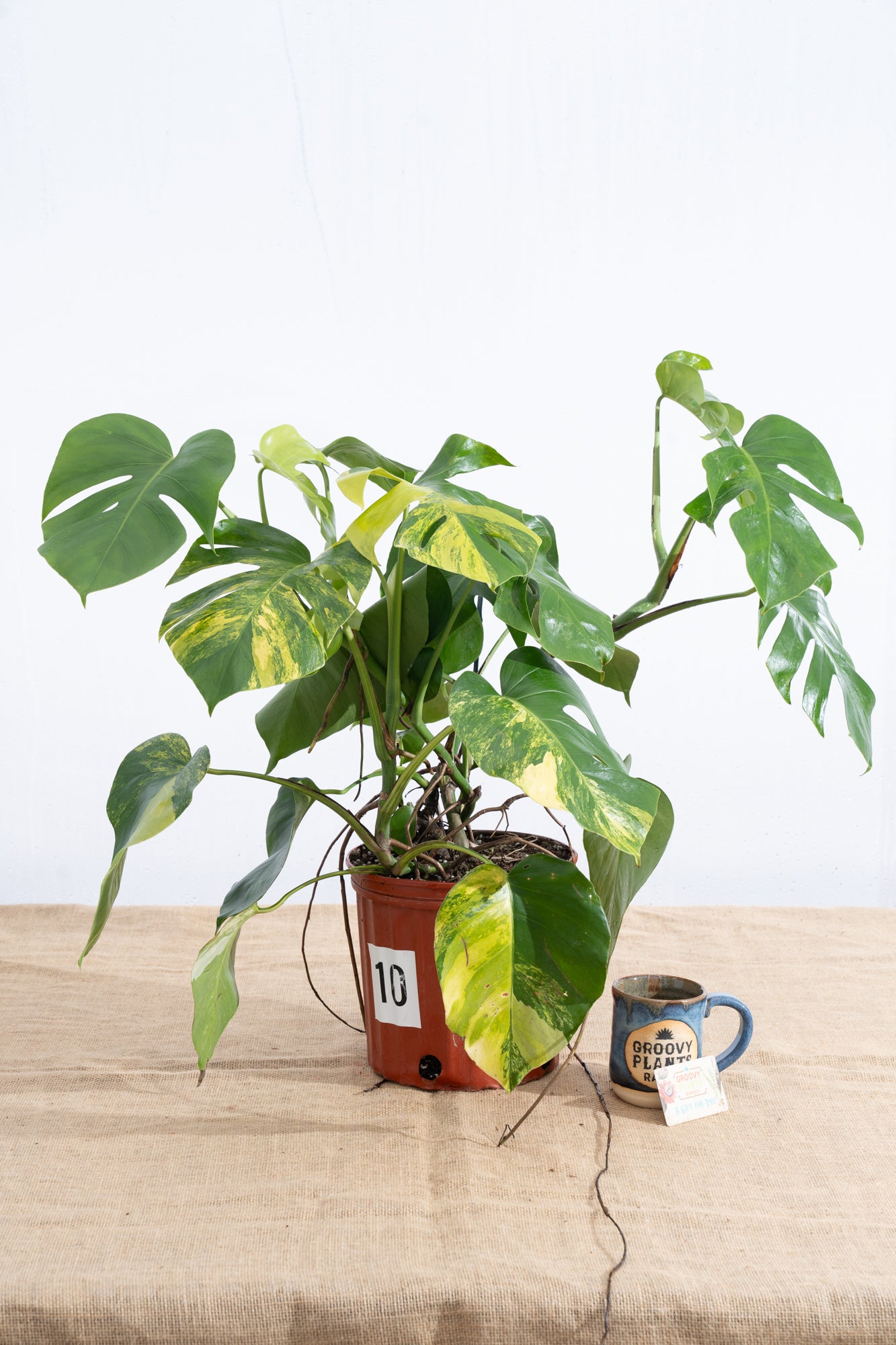 Monstera 'Aurea' 10" - Limited Release for Pickup
