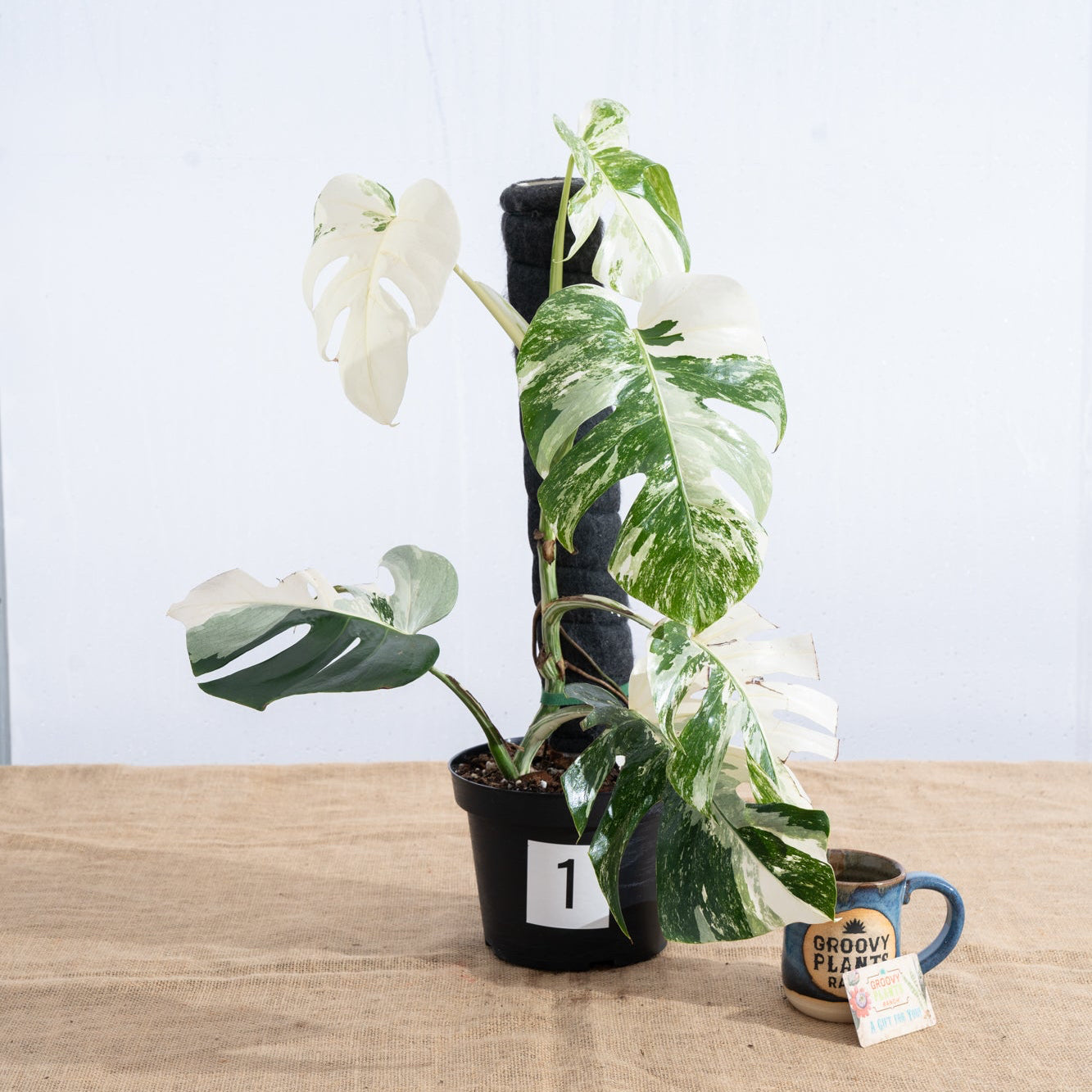 Monstera 'Albo' 8" - Limited Release for Pickup