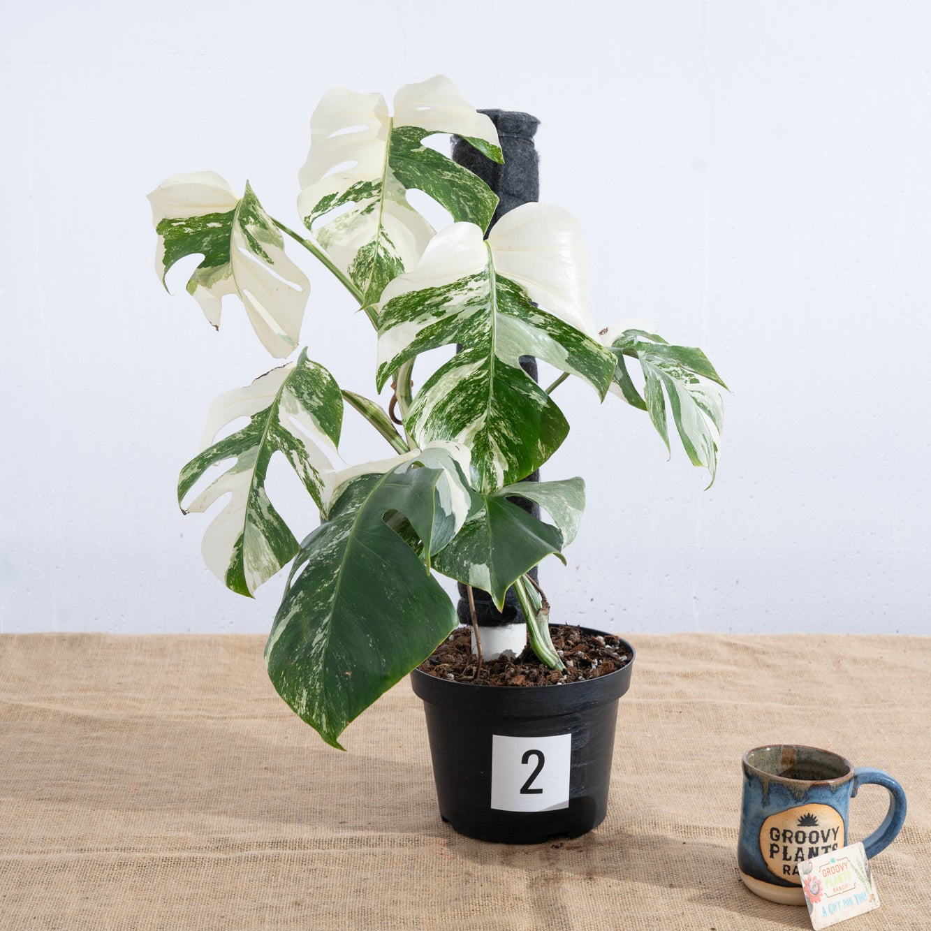 Monstera 'Albo' 8" - Limited Release for Pickup