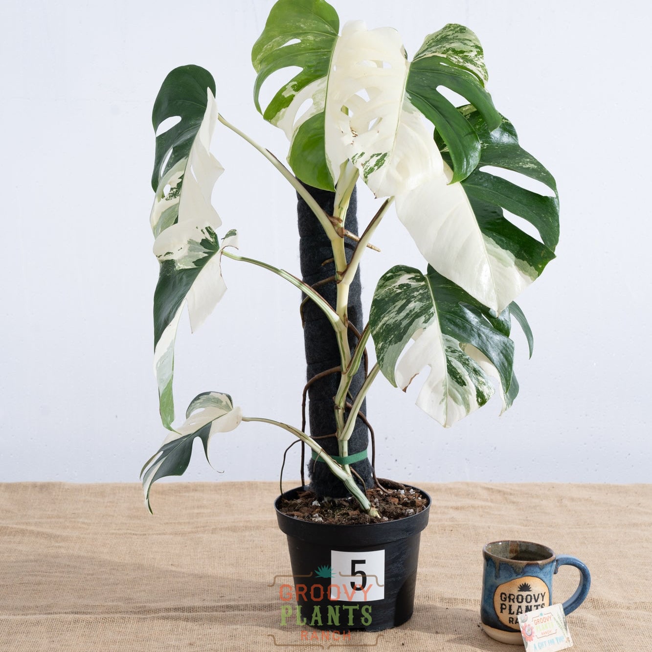 Monstera 'Albo' 8" - Limited Release for Pickup