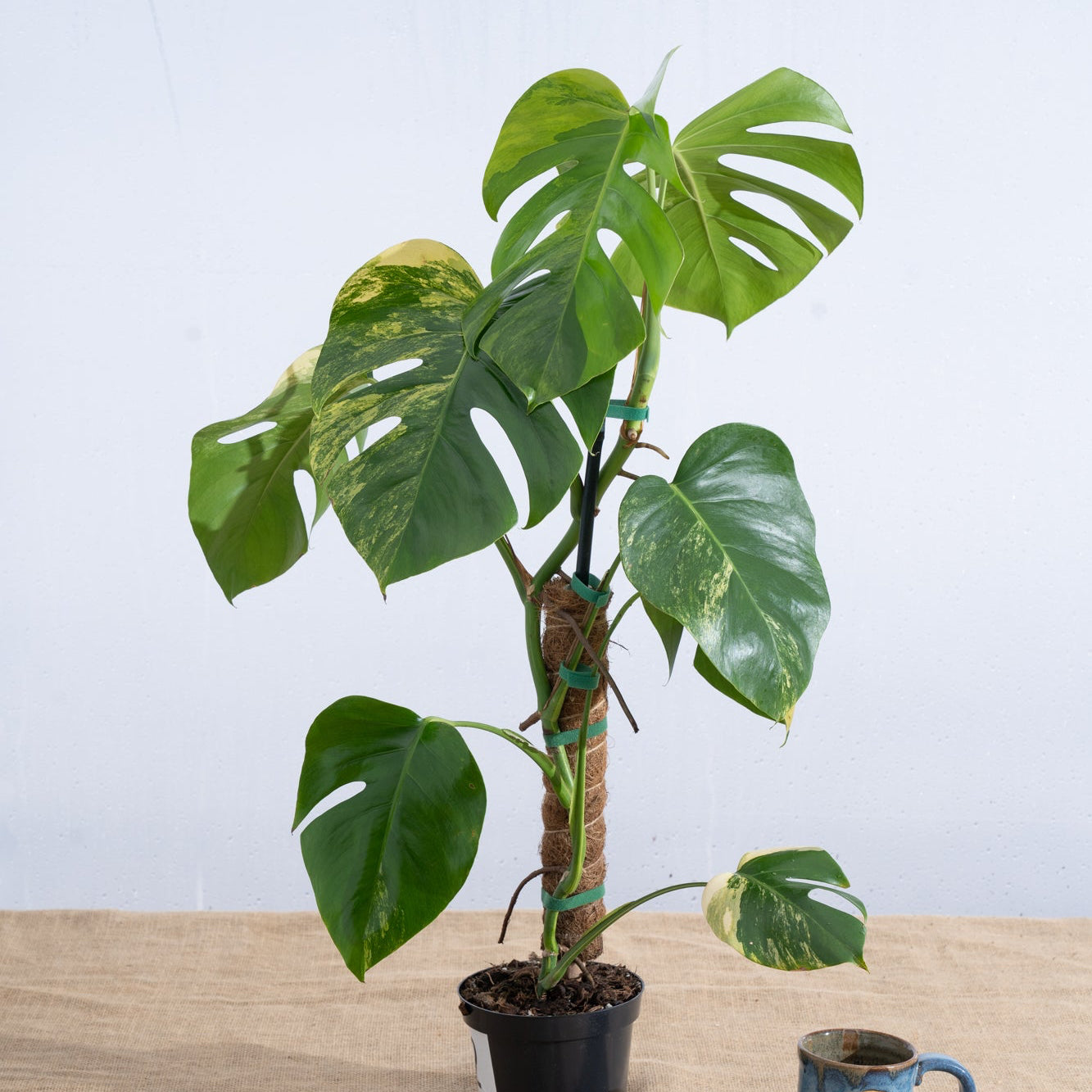 Monstera 'Aurea' 6" - Limited Release for Pickup