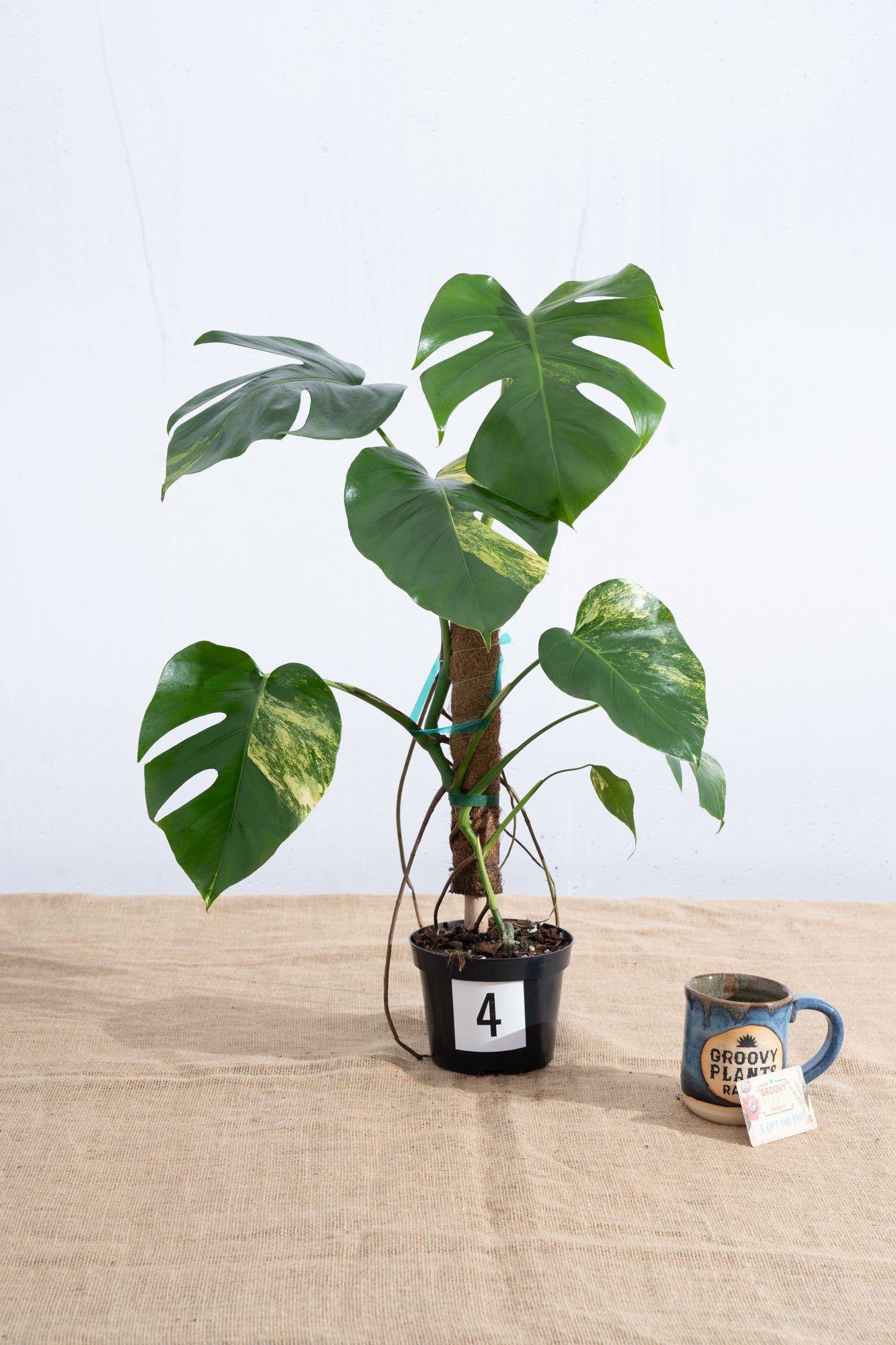 Monstera 'Aurea' 6" - Limited Release for Pickup