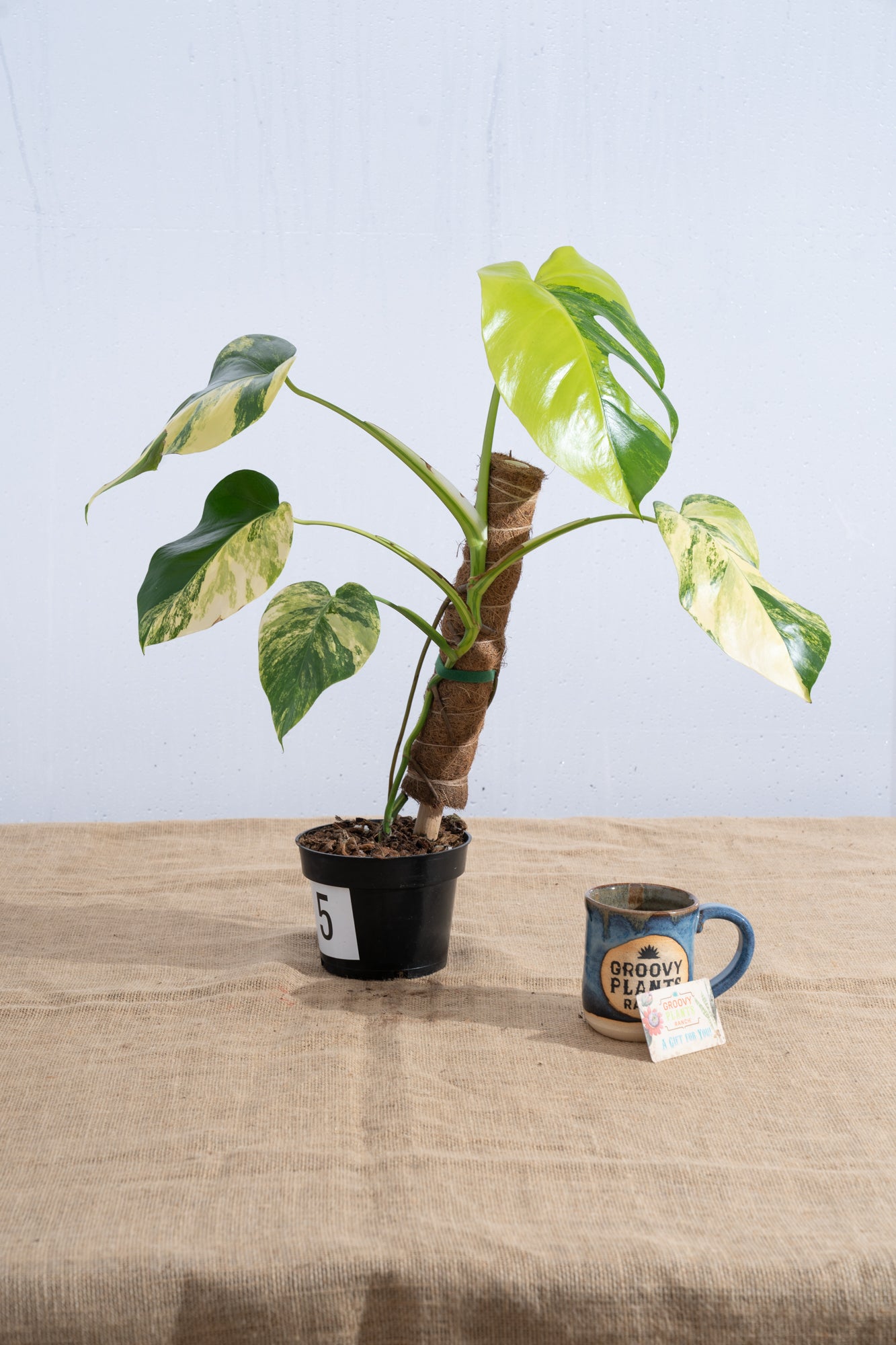 Monstera 'Aurea' 6" - Limited Release for Pickup