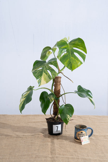 Monstera 'Aurea' 6" - Limited Release for Pickup