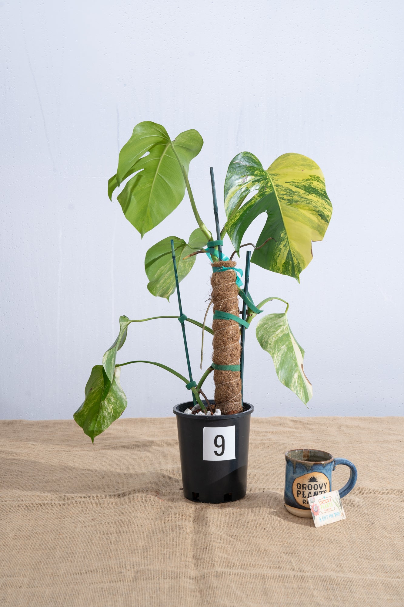 Monstera 'Aurea' 6" - Limited Release for Pickup