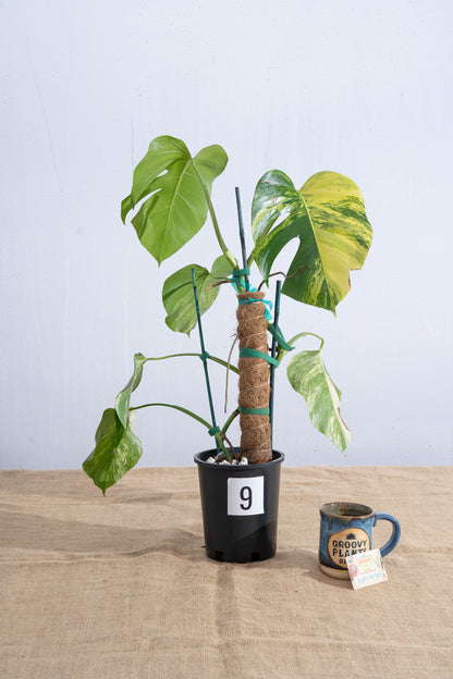 Monstera 'Aurea' 6" - Limited Release for Pickup