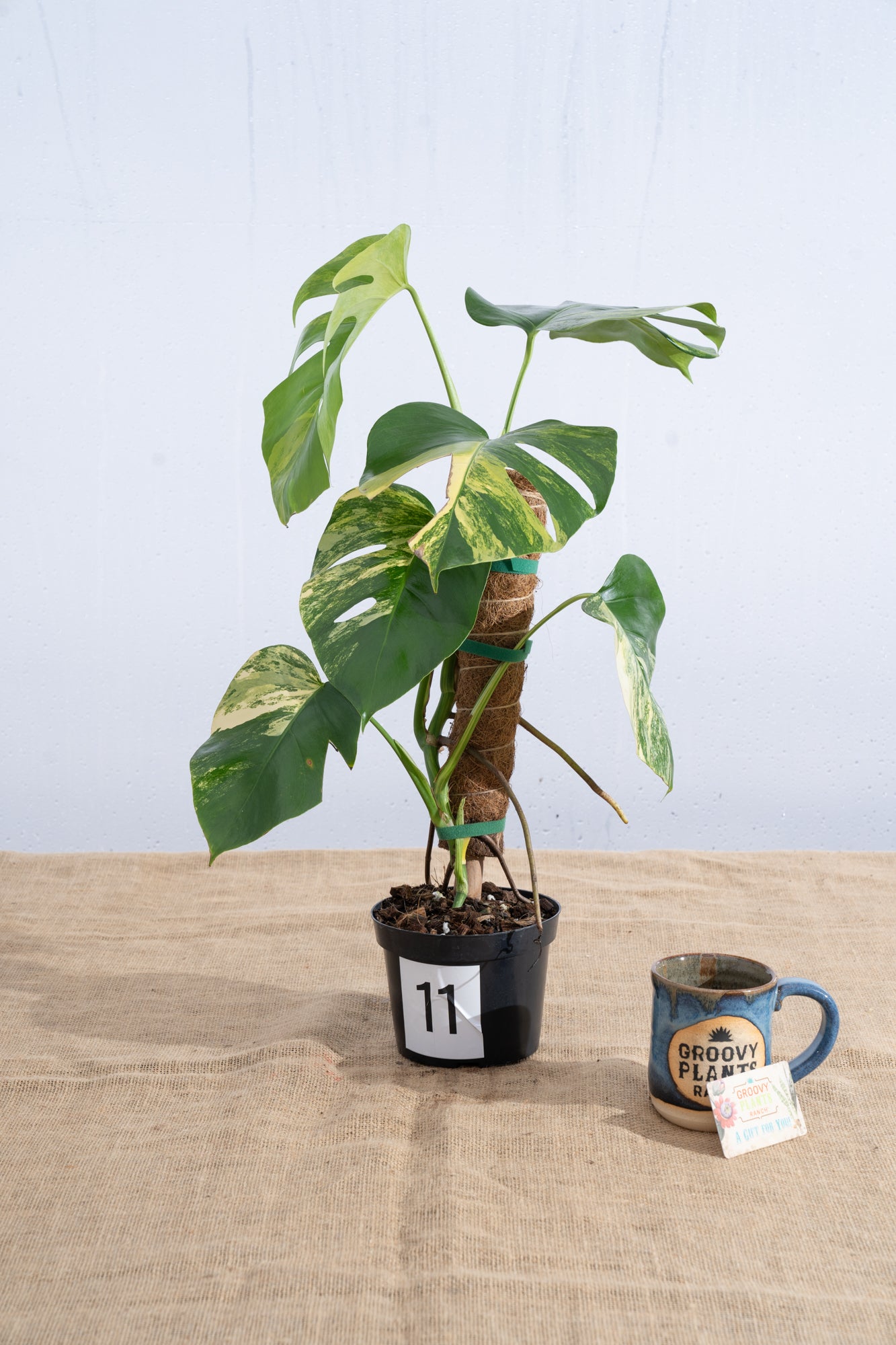 Monstera 'Aurea' 6" - Limited Release for Pickup