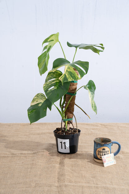 Monstera 'Aurea' 6" - Limited Release for Pickup