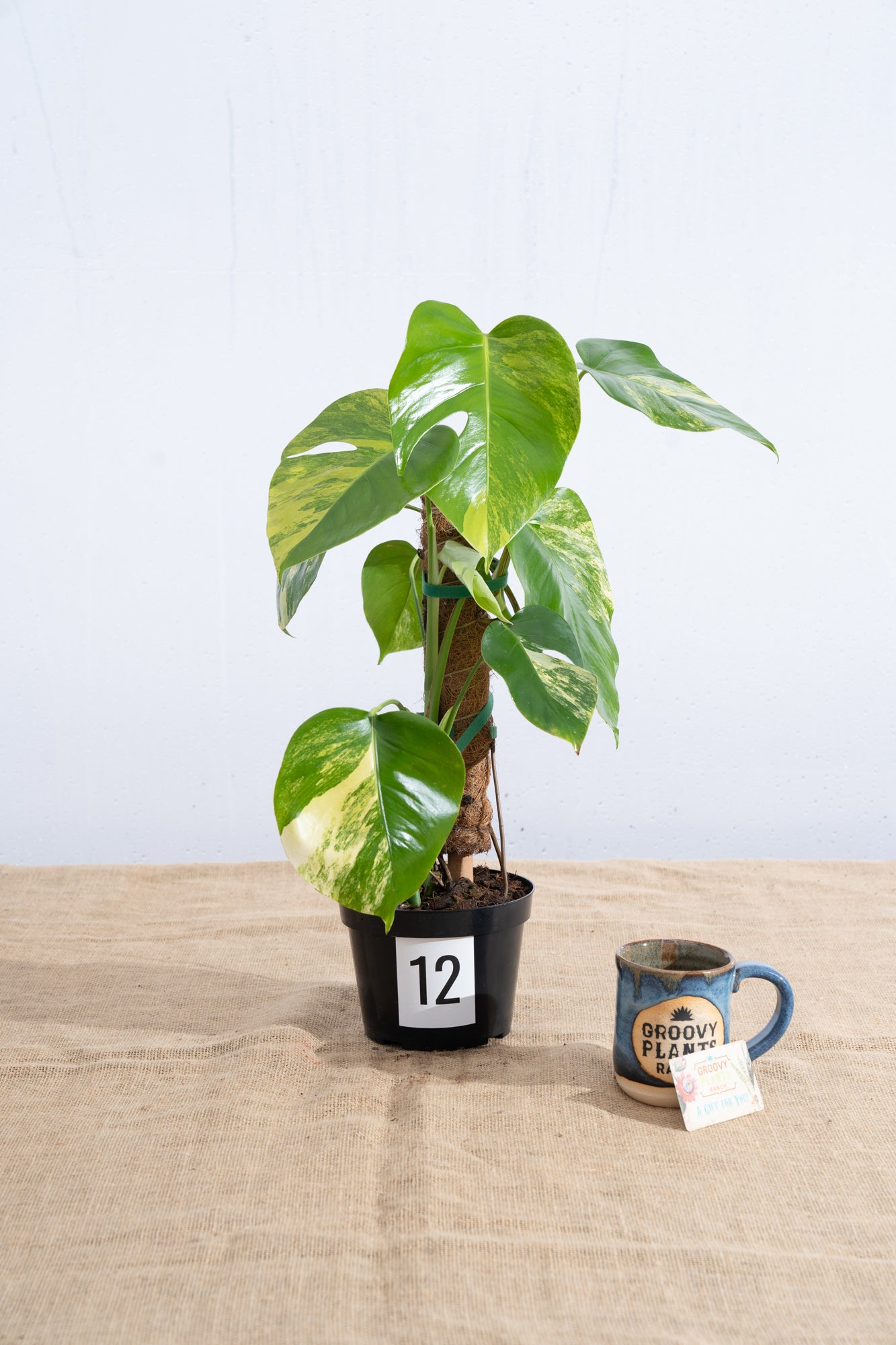 Monstera 'Aurea' 6" - Limited Release for Pickup