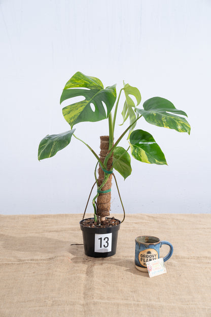 Monstera 'Aurea' 6" - Limited Release for Pickup