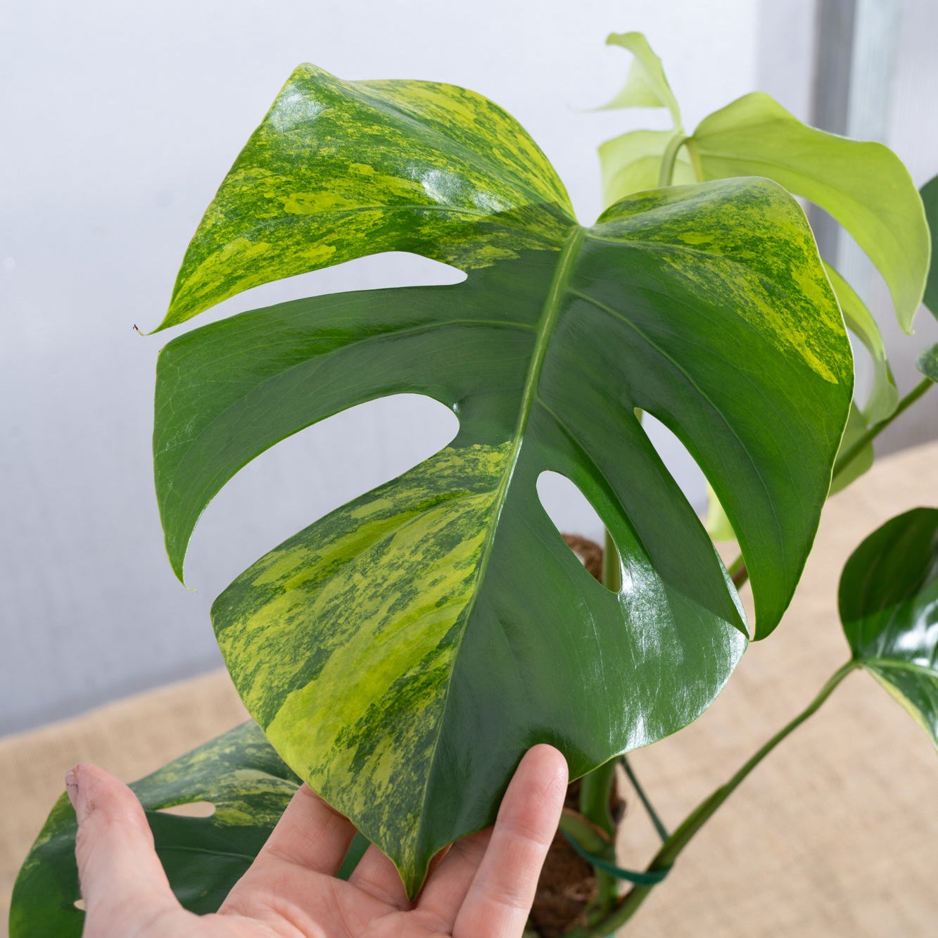 Monstera 'Aurea' 6" - Limited Release for Pickup