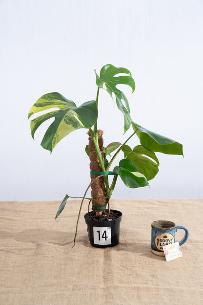 Monstera 'Aurea' 6" - Limited Release for Pickup