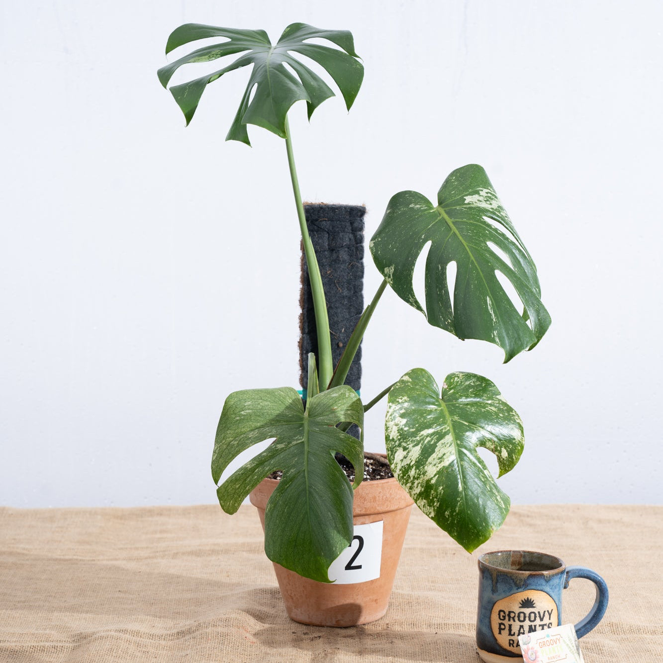 Monstera deliciosa 'White Monster' in Terracotta Pot - Limited Release for Pickup