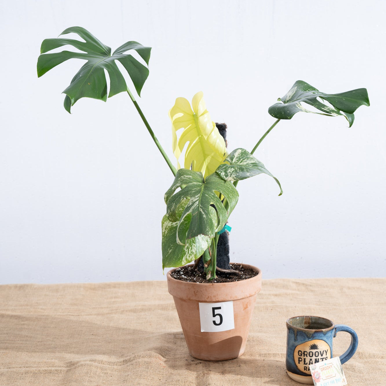 Monstera deliciosa 'White Monster' in Terracotta Pot - Limited Release for Pickup