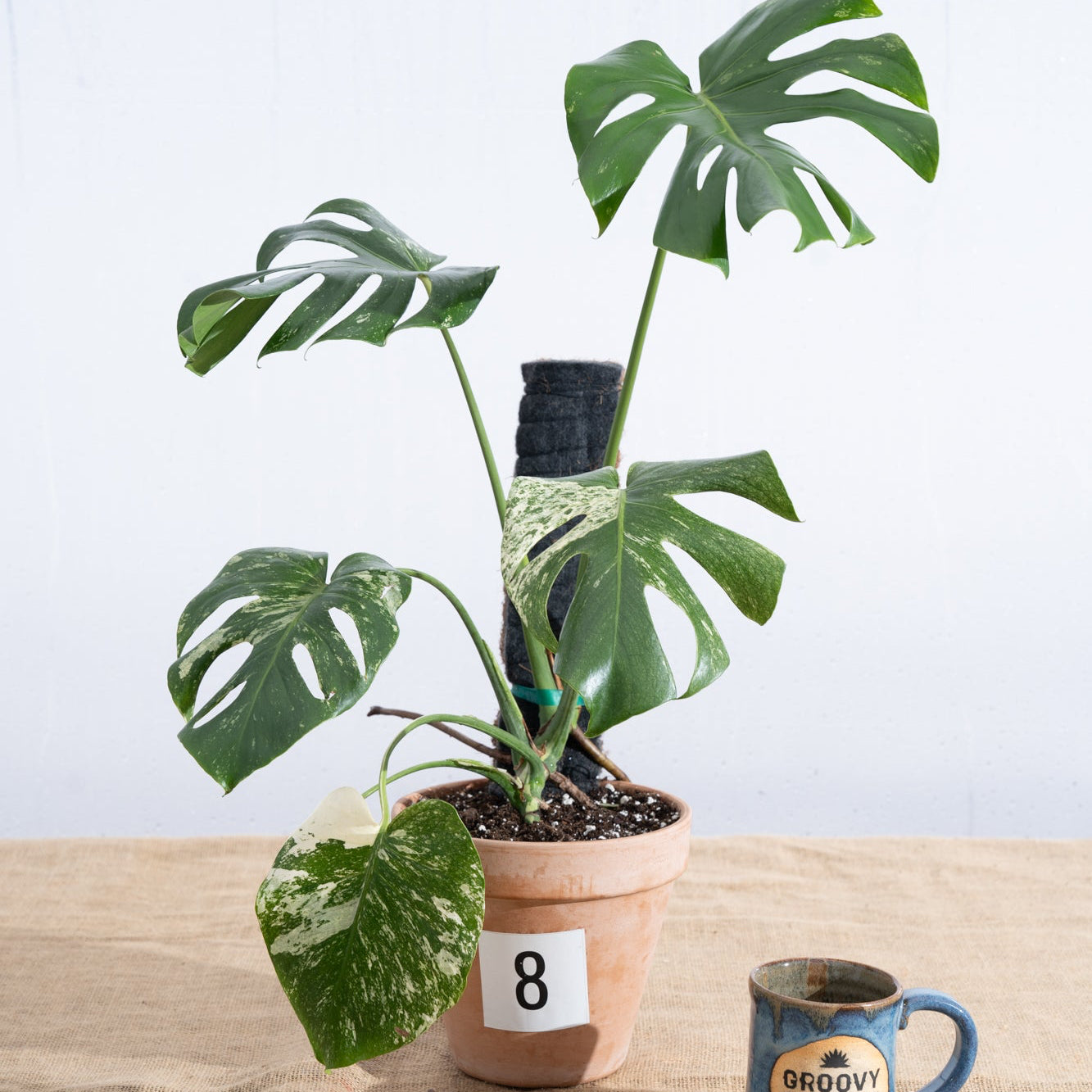 Monstera deliciosa 'White Monster' in Terracotta Pot - Limited Release for Pickup
