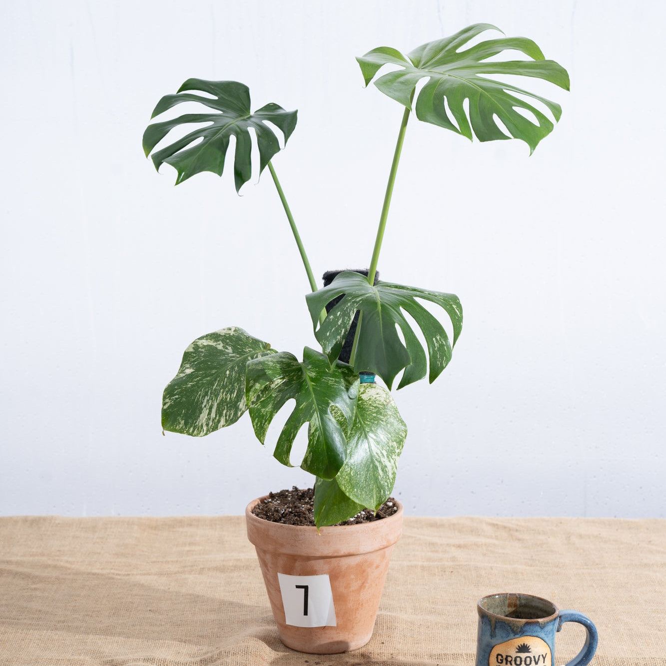 Monstera deliciosa 'White Monster' in Terracotta Pot - Limited Release for Pickup
