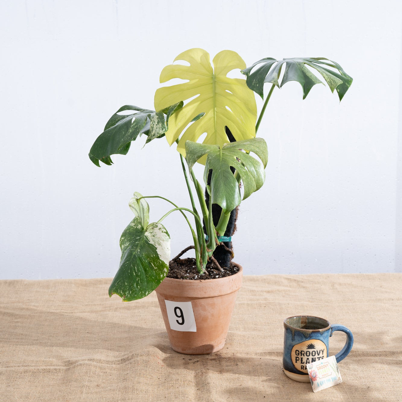 Monstera deliciosa 'White Monster' in Terracotta Pot - Limited Release for Pickup