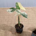 Syngonium podophyllum 'Albo' - Limited Release for Pickup