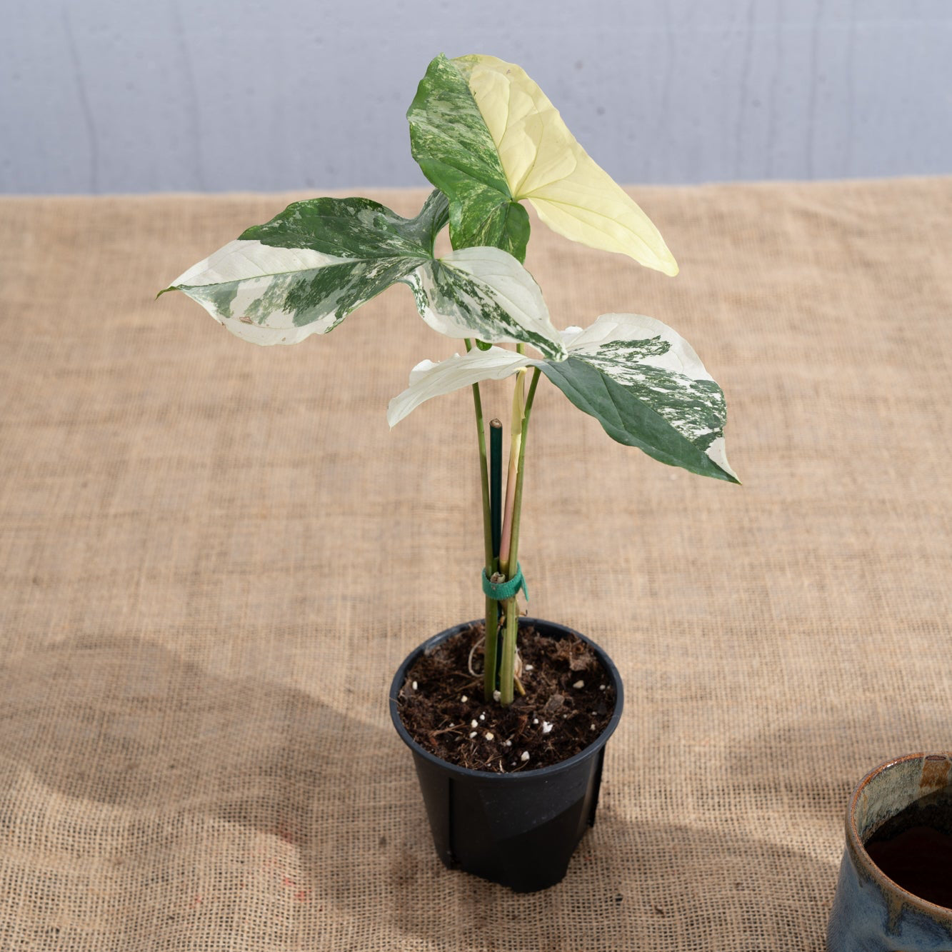 Syngonium podophyllum 'Albo' - Limited Release for Pickup