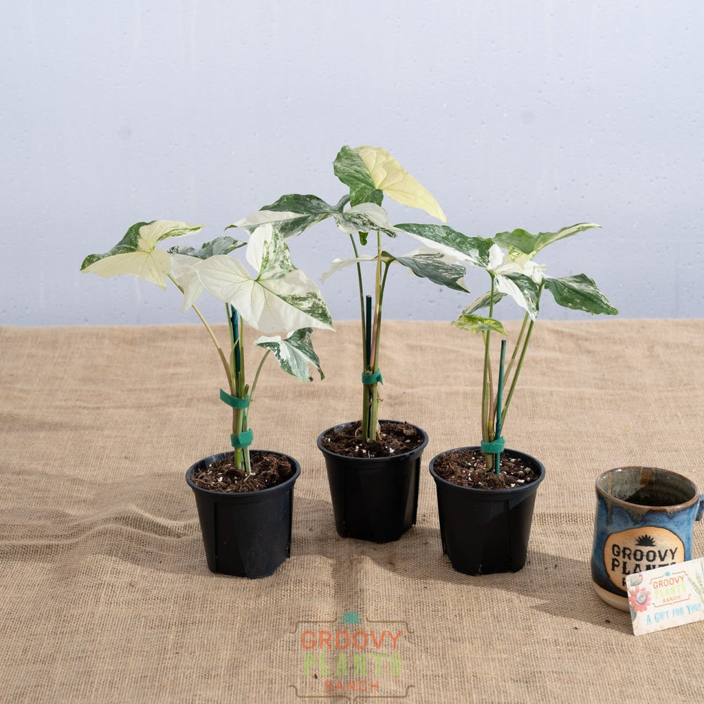 Syngonium podophyllum 'Albo' - Limited Release for Pickup
