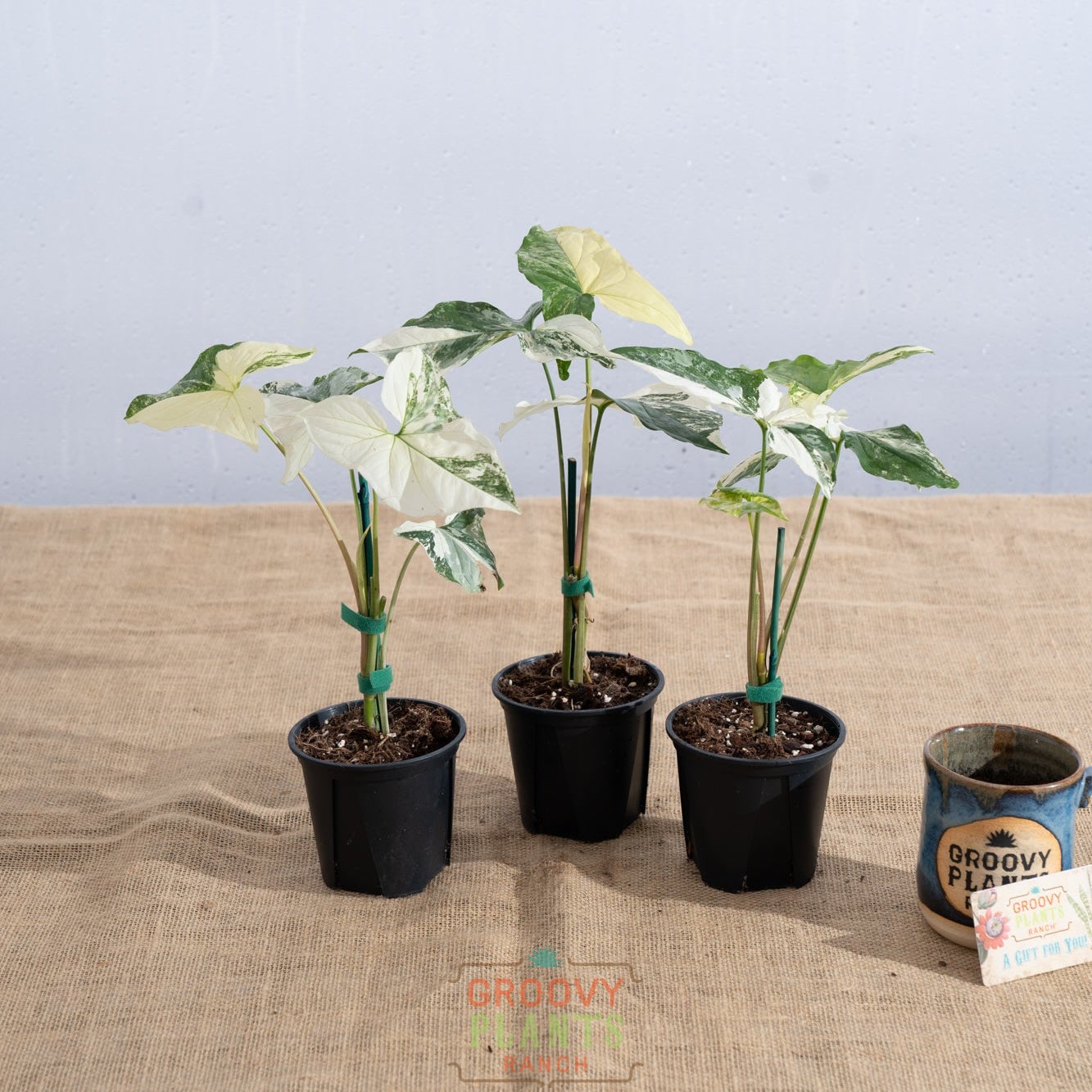 Syngonium podophyllum 'Albo' - Limited Release for Pickup