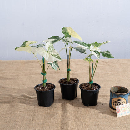Syngonium podophyllum 'Albo' - Limited Release for Pickup