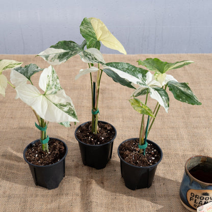Syngonium podophyllum 'Albo' - Limited Release for Pickup