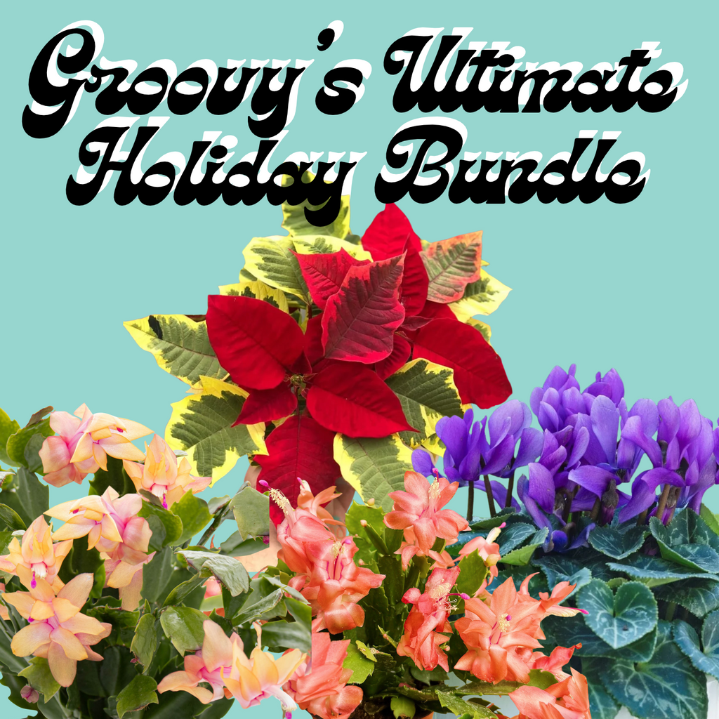 Groovy's Ultimate Holiday Bundle