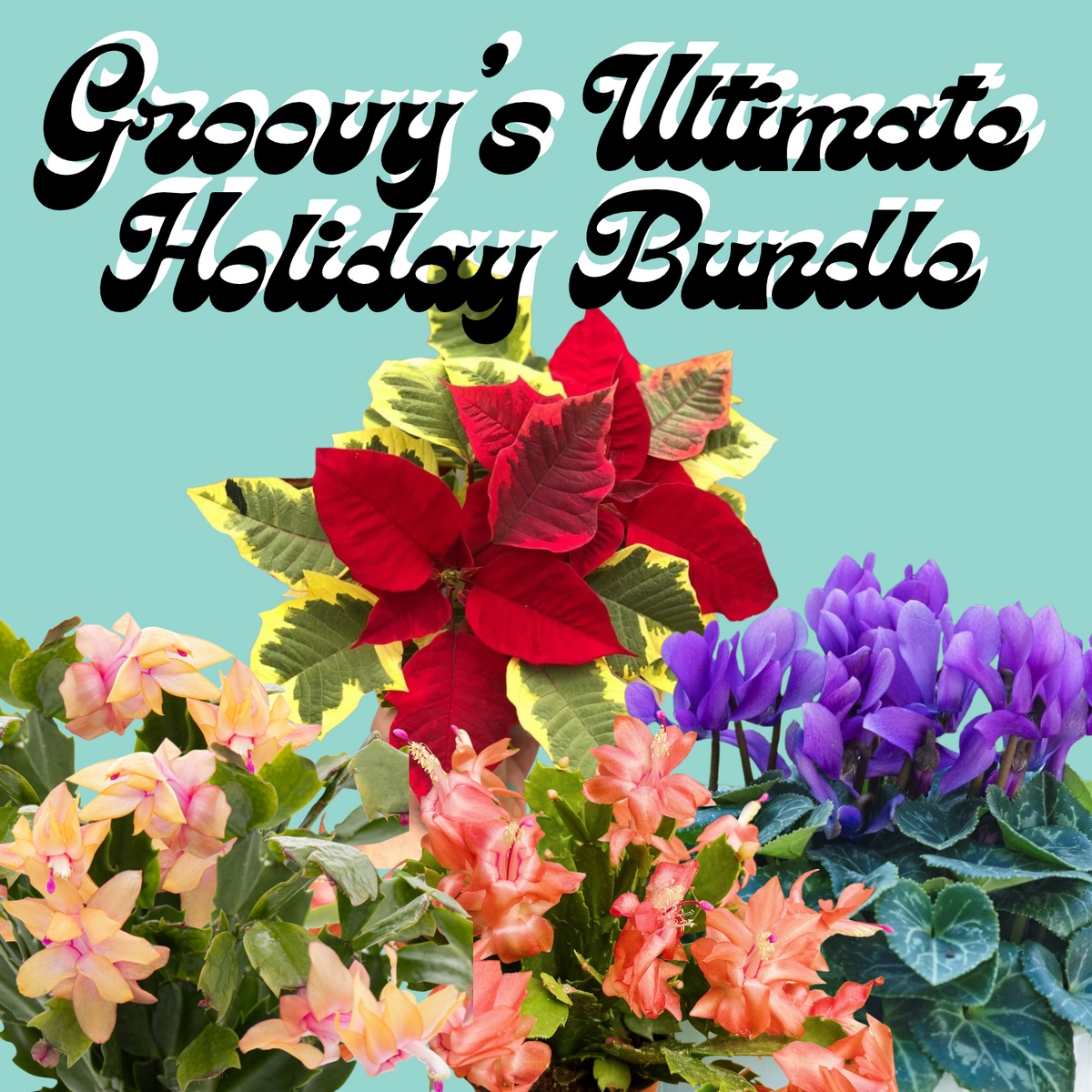 Groovy's Ultimate Holiday Bundle
