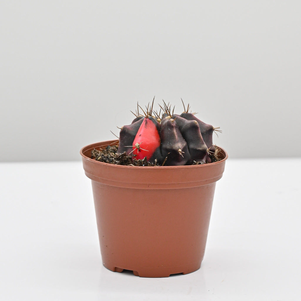 Trio of Color Ball Cactus | gymnocalycium mihanovichii variegata