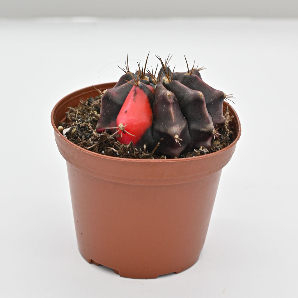 Trio of Color Ball Cactus | gymnocalycium mihanovichii variegata