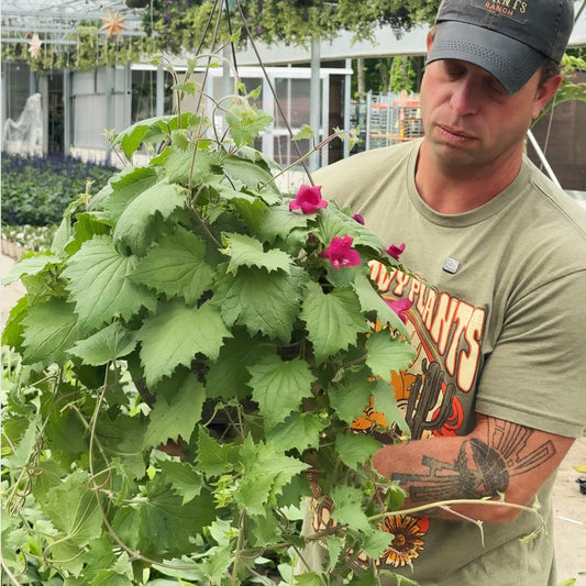 Lofos Hanging Basket | PICKUP ASAP!
