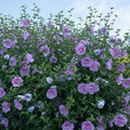 Rose of Sharon Blue Chiffon®