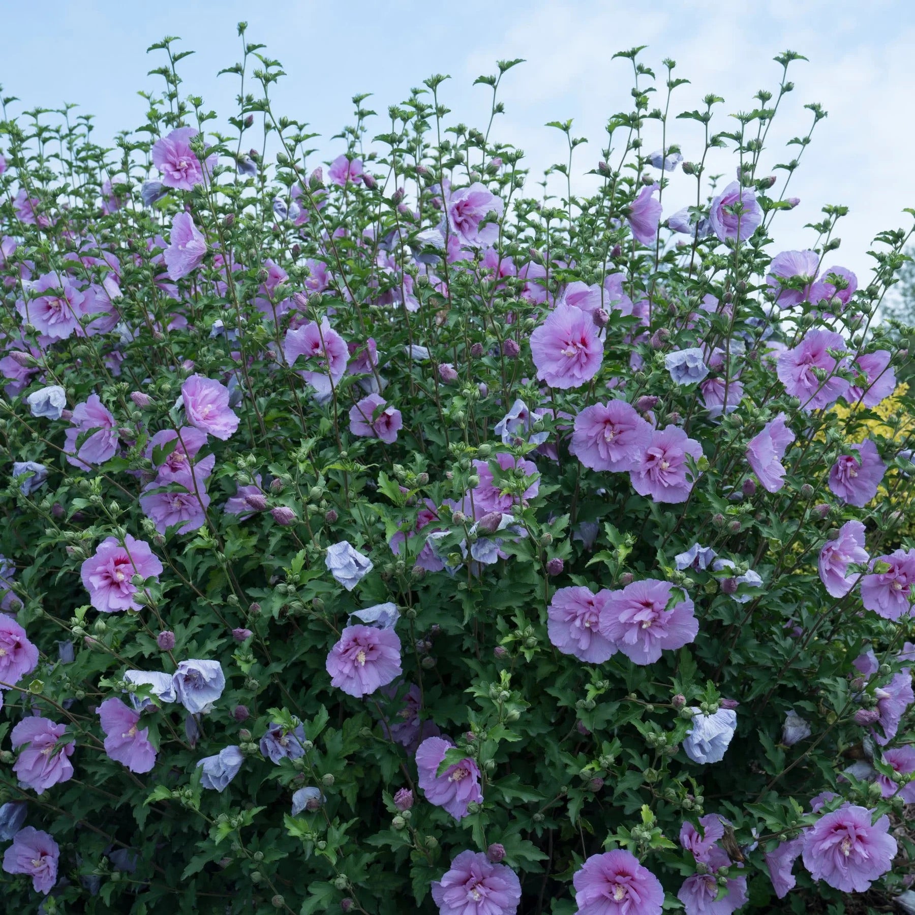 Rose of Sharon Blue Chiffon®