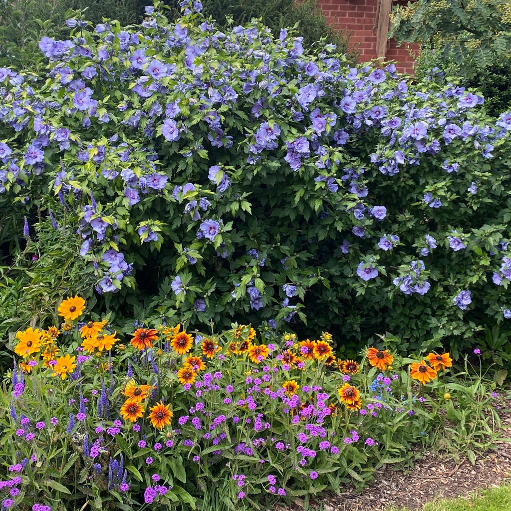 Rose of Sharon Blue Chiffon®