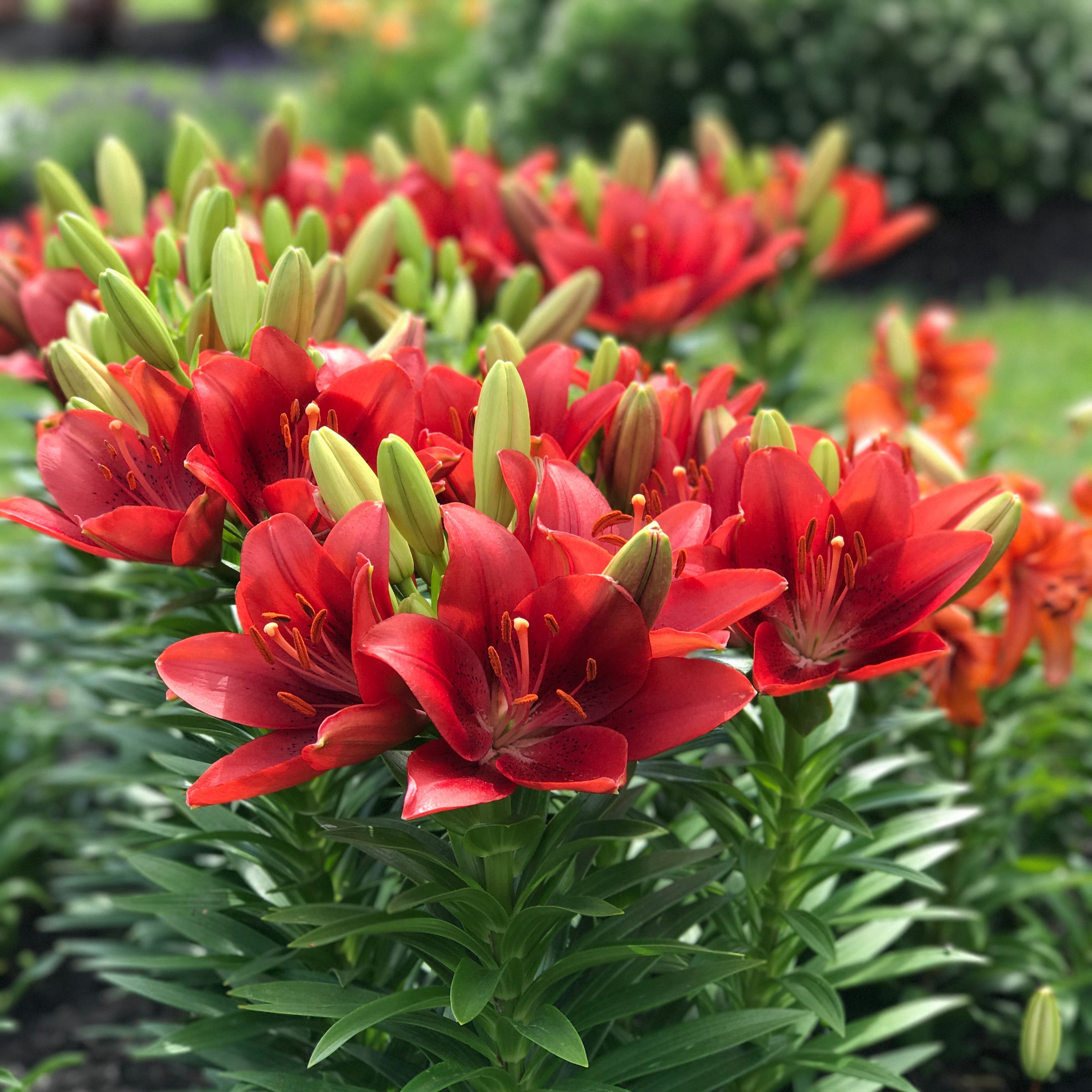 Lily Bash – The Groovy Plants Ranch LLC