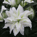 Double Oriental Lily 'Aisha'